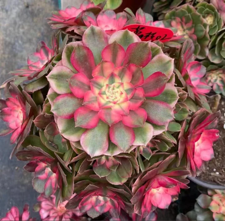 73. Litchi cluster 20-25cm 8 heads / Aeonium cluster/ Aeonium plants / Garden landscape / Carefully select healthy plants