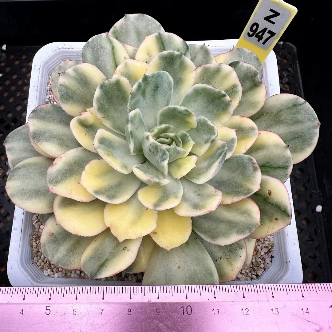 plant Aeonium Echeveria Haworthia  Caudex  Lithops Cactus  Agave 