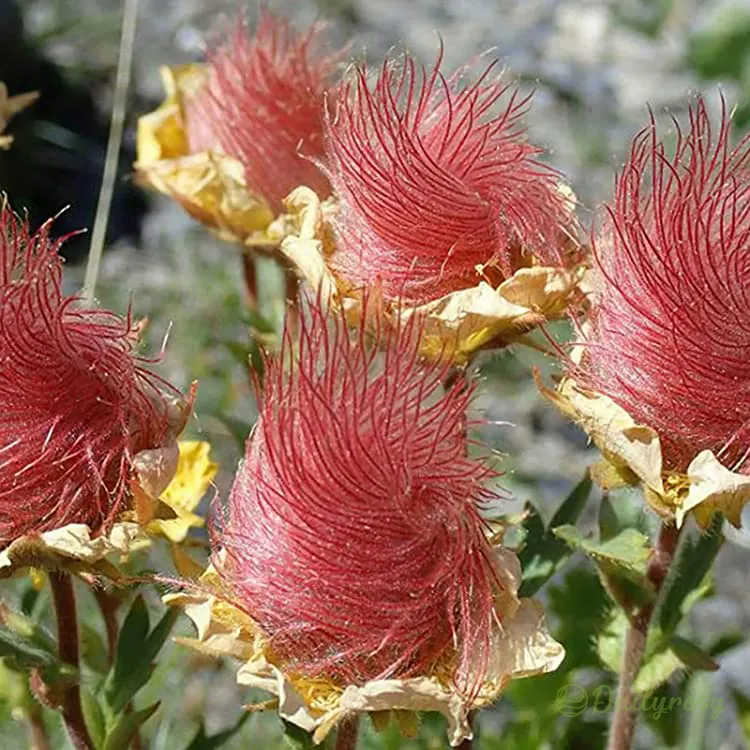 Prairie Smoke Flower Seeds
