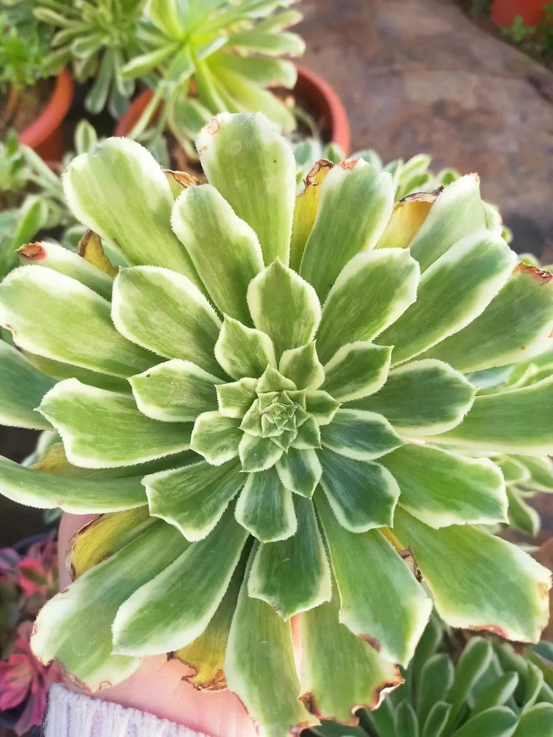 plant Aeonium Echeveria Haworthia  Caudex  Lithops Cactus  Agave 