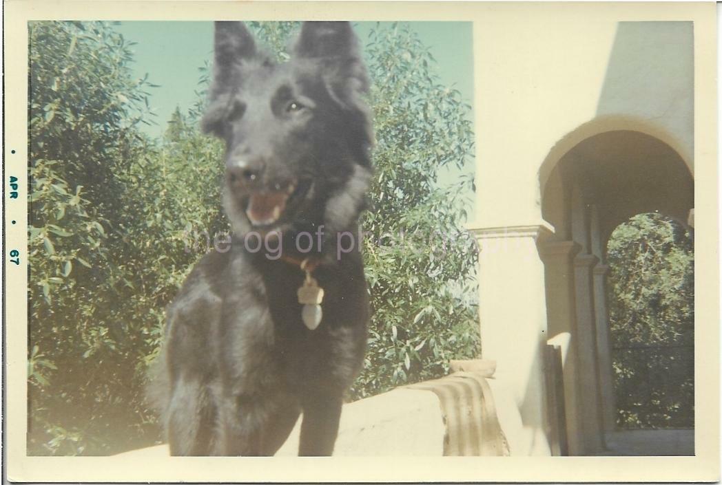 Impromptu Dog Portrait FOUND Photo Poster paintingGRAPH Color Original Snapshot VINTAGE 011 14 E