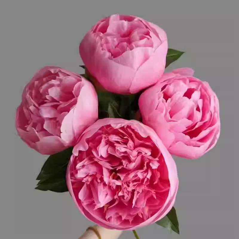 Colorful Peony Flower-Over 7 Colors