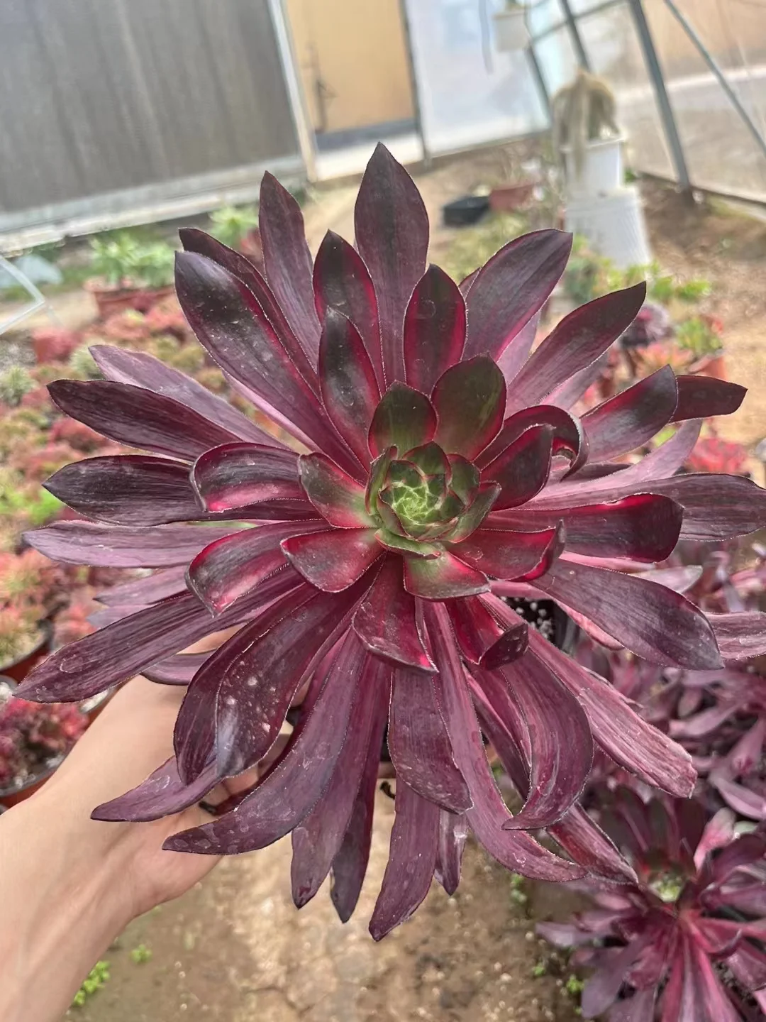 plant Aeonium Echeveria Haworthia  Caudex  Lithops Cactus  Agave 