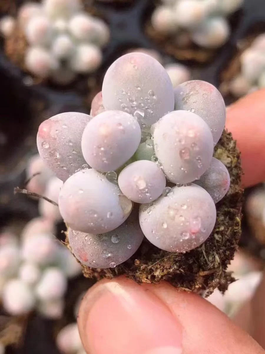 plant Aeonium Echeveria Haworthia  Caudex  Lithops Cactus  Agave 