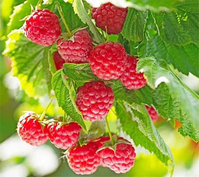 Everbearing Raspberry Organic Natural Seeds