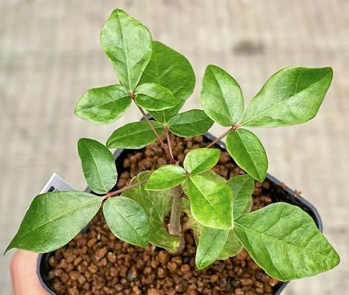 plant Aeonium Echeveria Haworthia  Caudex  Lithops Cactus  Agave 