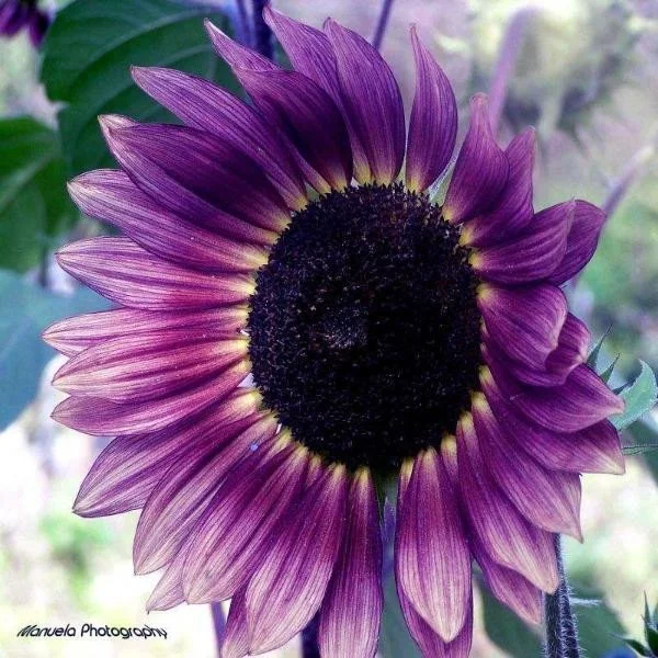 100 Seeds Rare Color Purple Sunflower JONY PARK