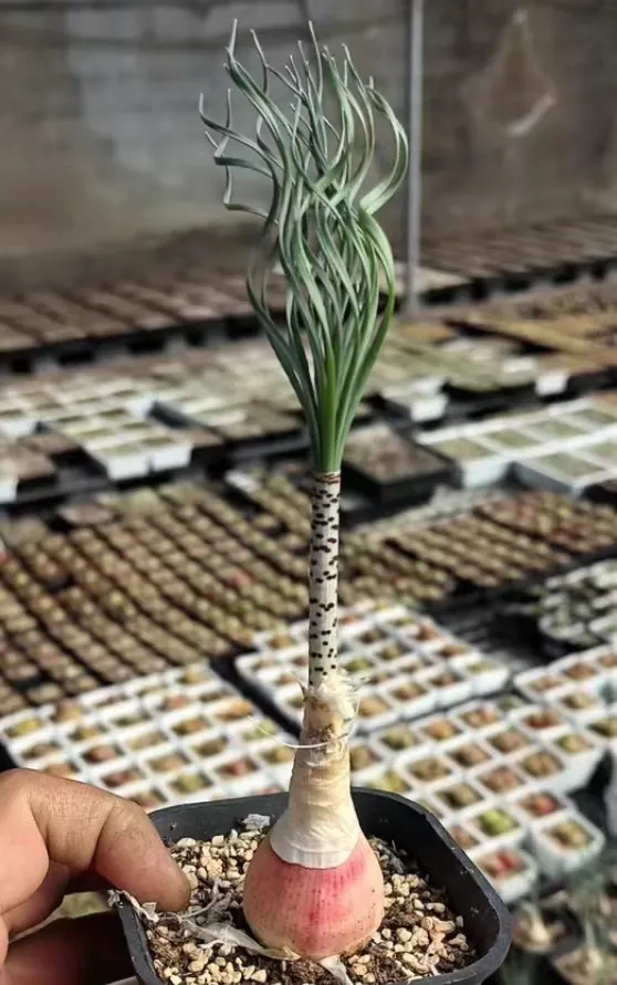 plant Aeonium Echeveria Haworthia  Caudex  Lithops Cactus  Agave 