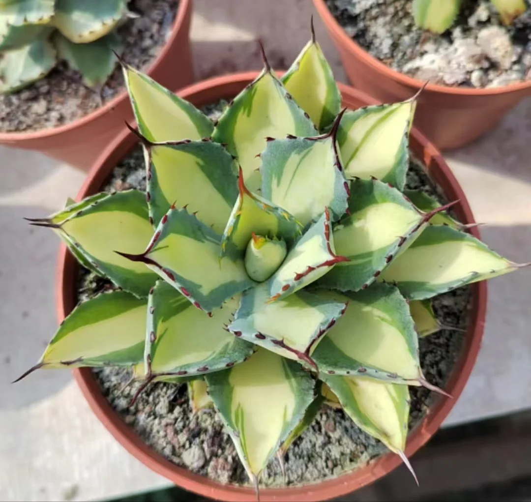 plant Aeonium Echeveria Haworthia  Caudex  Lithops Cactus  Agave 