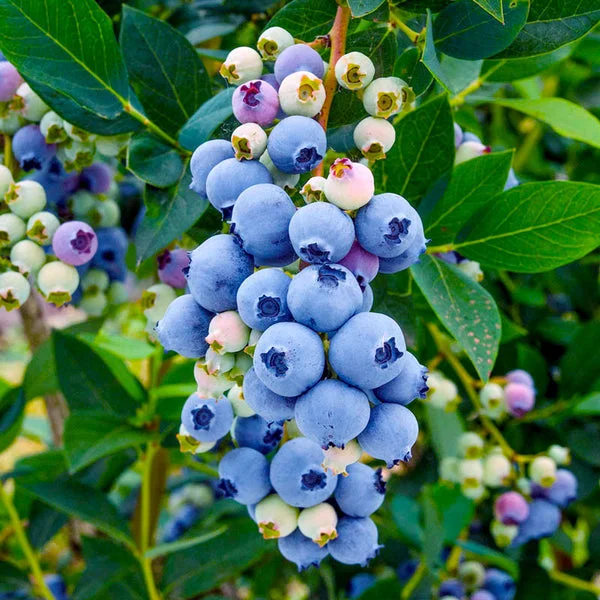 Giant Blueberry Fruit Seeds