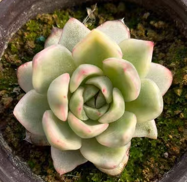 plant Aeonium Echeveria Haworthia  Caudex  Lithops Cactus  Agave 