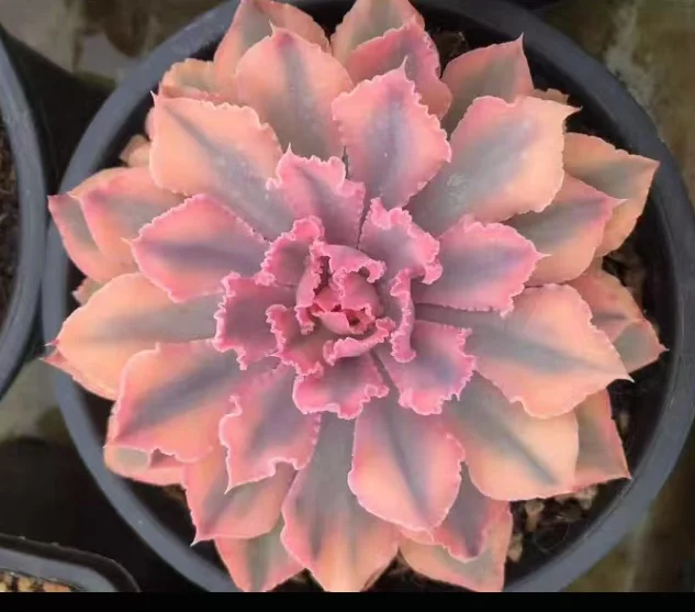 plant Aeonium Echeveria Haworthia  Caudex  Lithops Cactus  Agave 