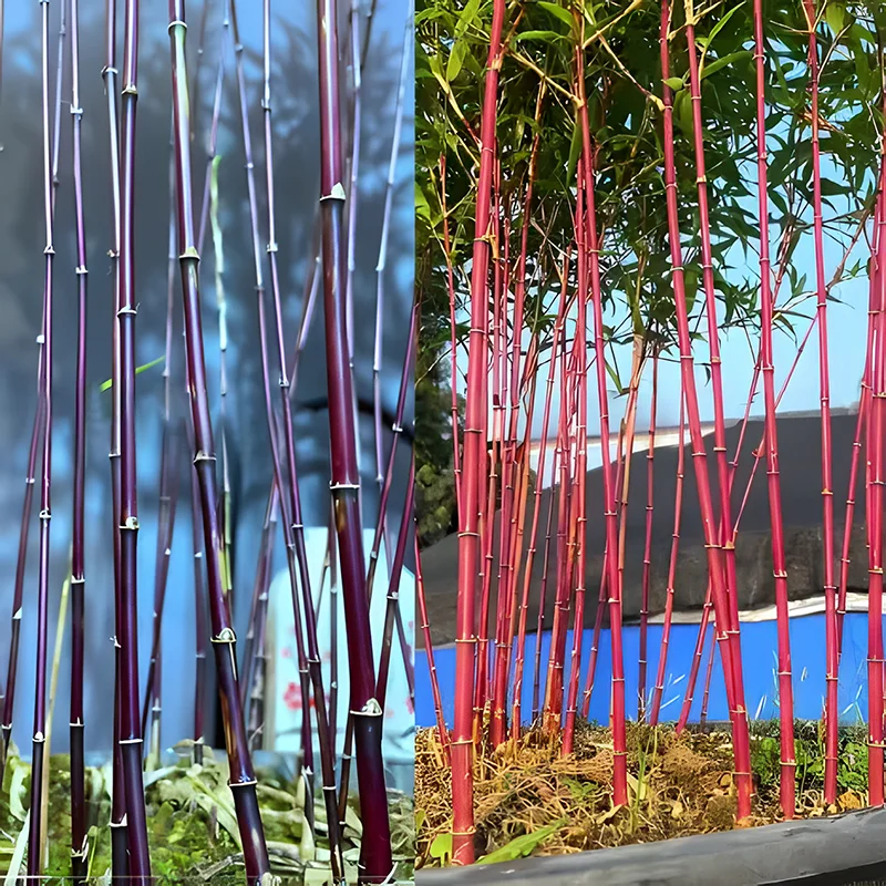 Rare Purple Cold Bamboo