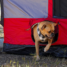 doggy door, dog door, tent, shelter, camping, camp