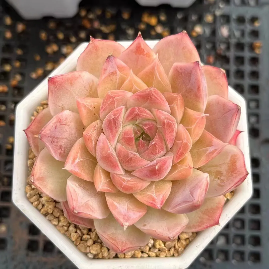 plant Aeonium Echeveria Haworthia  Caudex  Lithops Cactus  Agave 