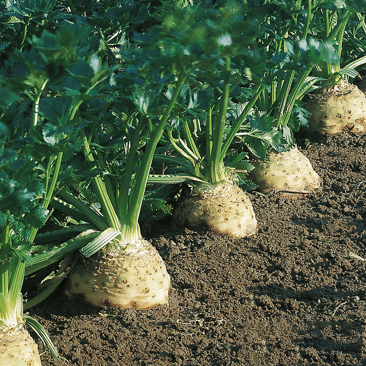 Celeriac Seeds Celery Root Seeds