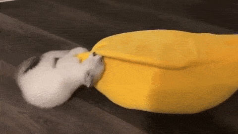 cama de plátano para gatos