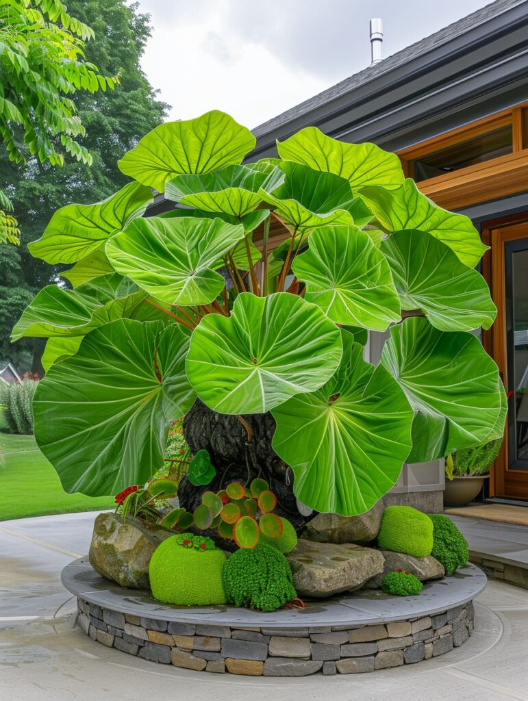 🌿Fascinating giant caladium🌈 - Green Leaves Jonyparkseed®