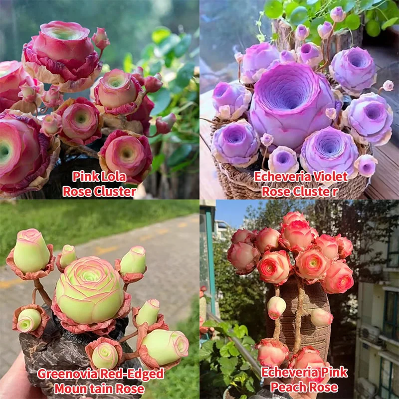 🌱🌹Mountain Rose: Beauty That Never Fades. Even for Newbie Blades!🌺