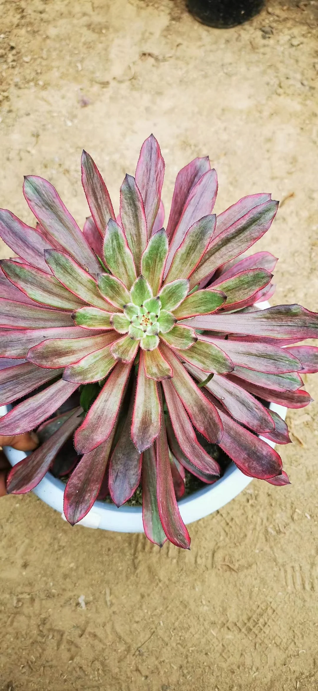 plant Aeonium Echeveria Haworthia  Caudex  Lithops Cactus  Agave 