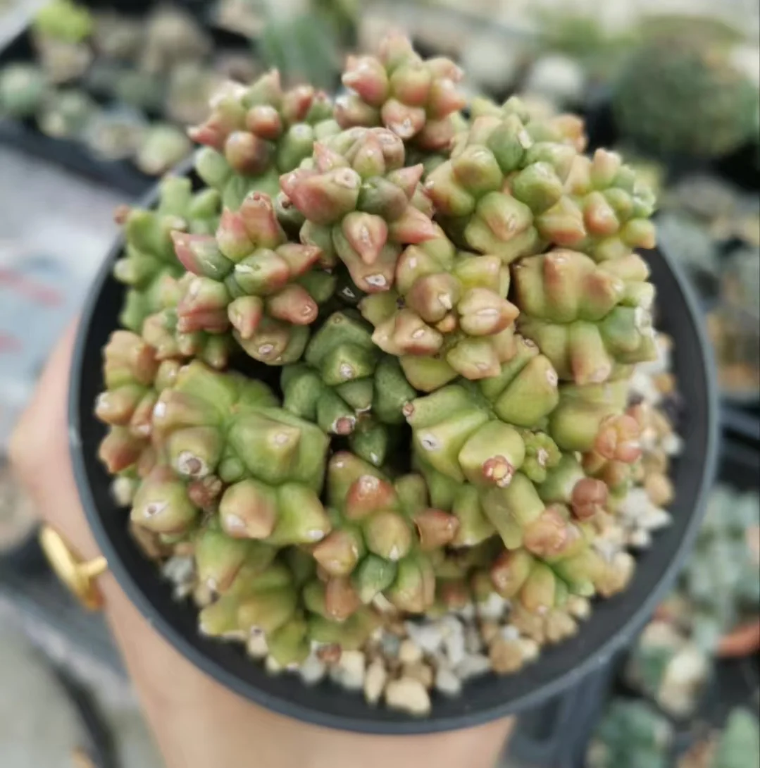 plant Aeonium Echeveria Haworthia  Caudex  Lithops Cactus  Agave 