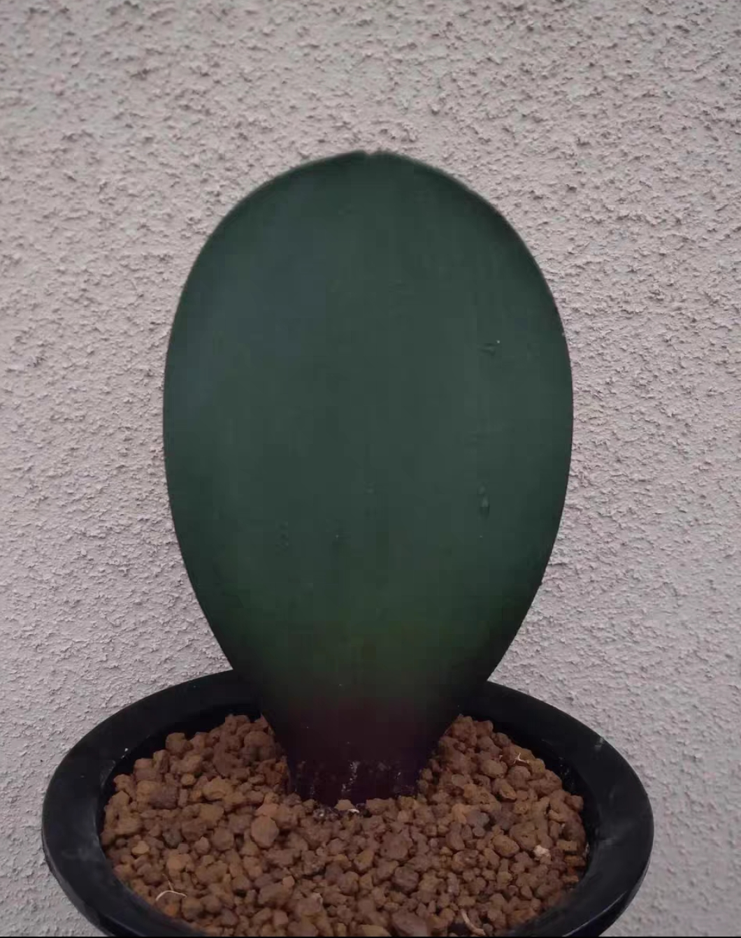 plant Aeonium Echeveria Haworthia  Caudex  Lithops Cactus  Agave 