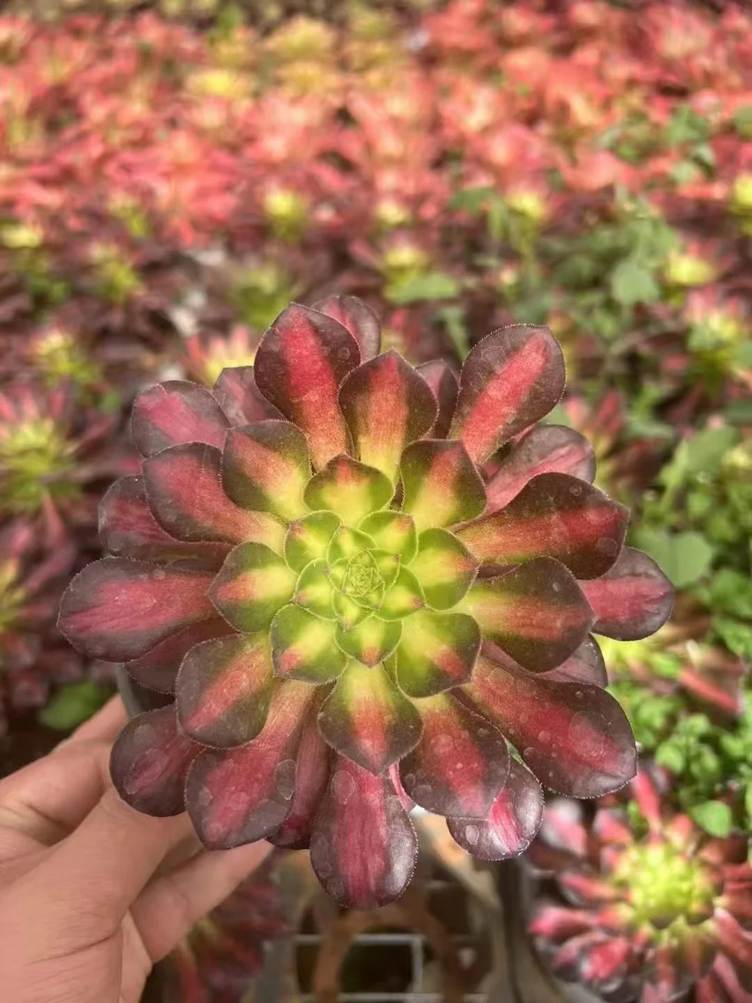 plant Aeonium Echeveria Haworthia  Caudex  Lithops Cactus  Agave 