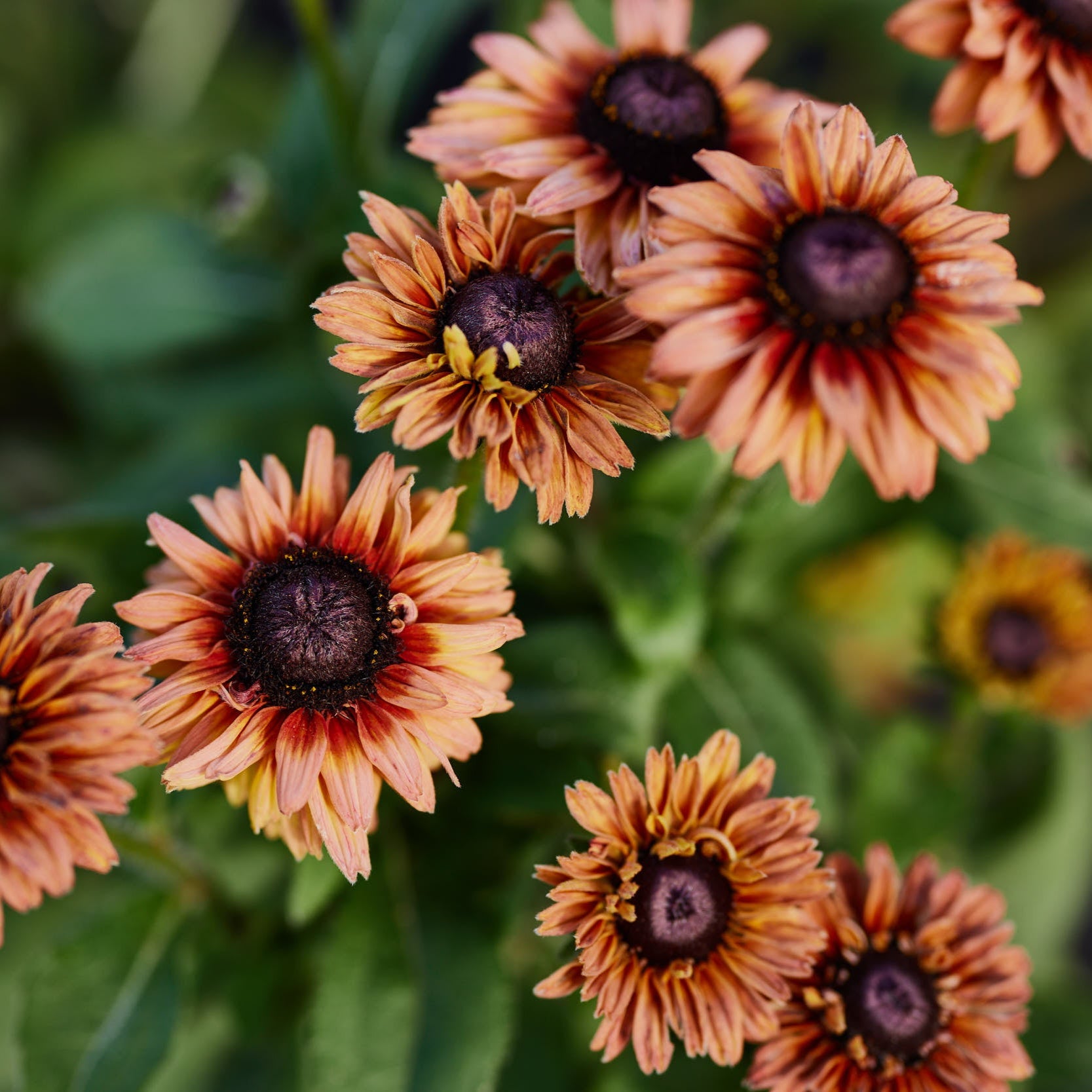 Rudbeckia Sahara Flower | X 30 Seeds