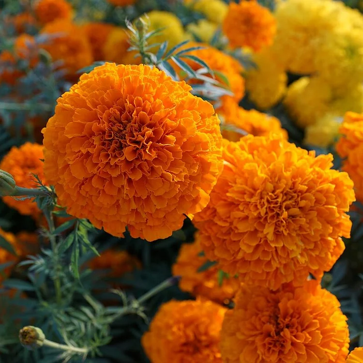 🌷Calendula - Easily Mixed Colorsfor All Seasons