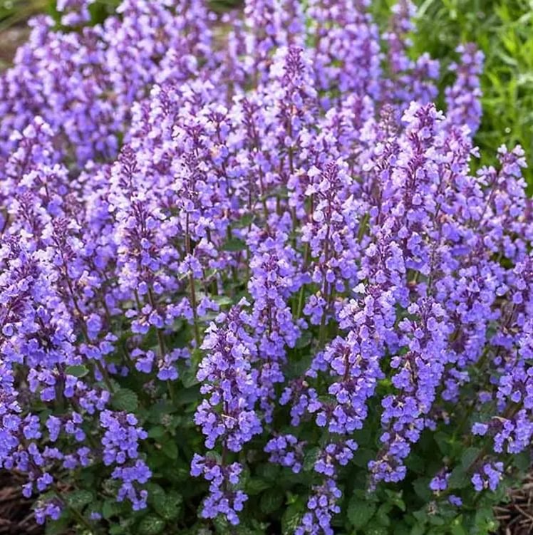 Catmint Seeds- 'Blue Wonder'