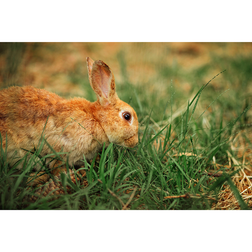 

Rabbit on Grassland - 1000 Pieces Jigsaw Puzzle, 501 Original
