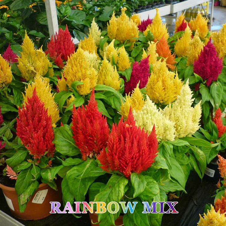 🍃 Rainbow Celosia Seeds
