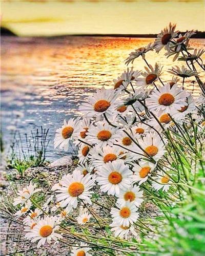 

Daisy Field on Lakeside – Paint By Numbers - 40*50CM, 501 Original
