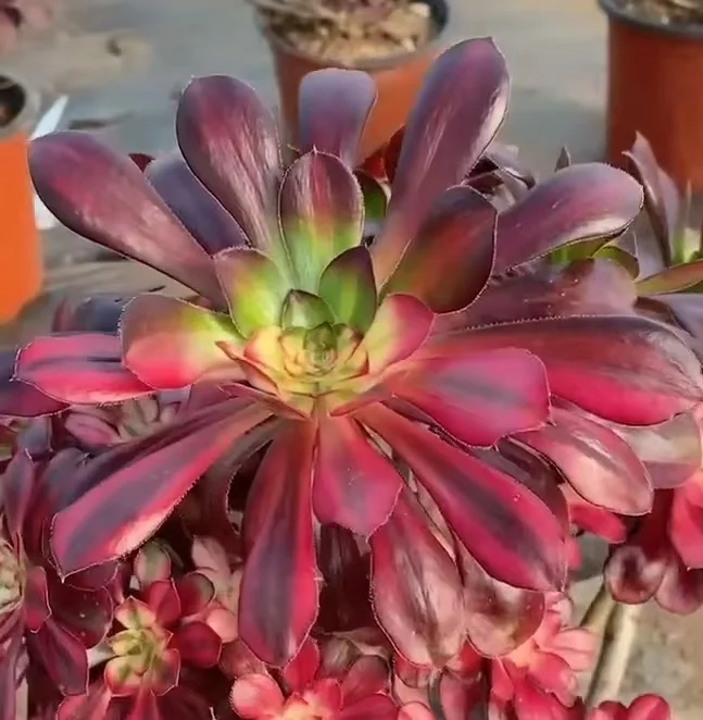 plant Aeonium Echeveria Haworthia  Caudex  Lithops Cactus  Agave 