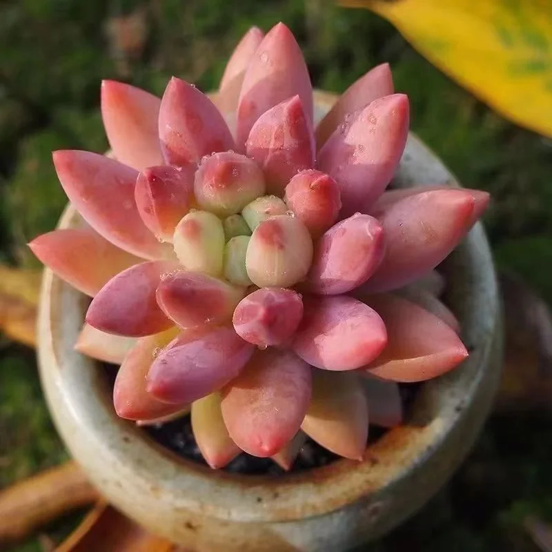 plant Aeonium Echeveria Haworthia  Caudex  Lithops Cactus  Agave 