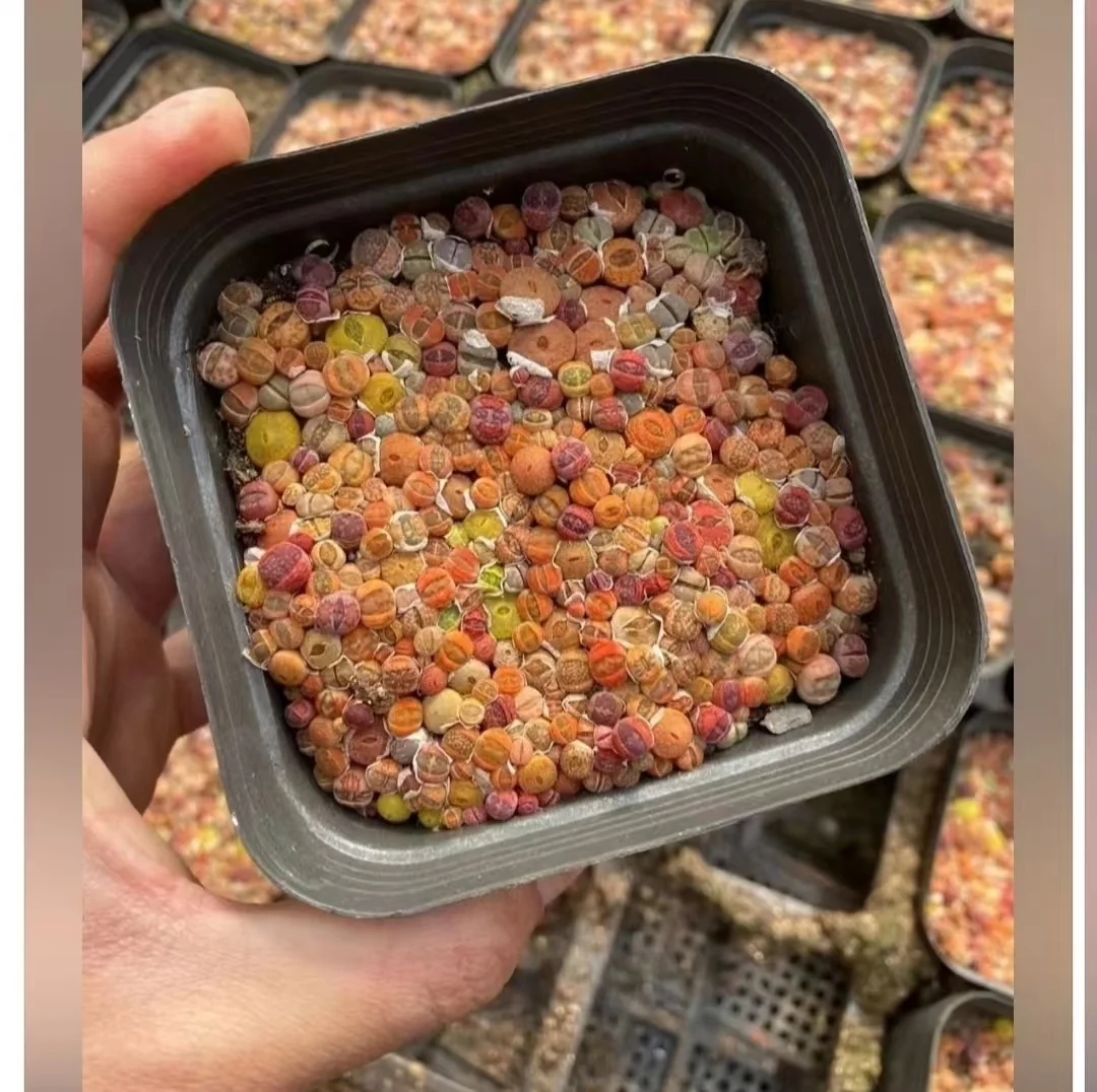 1174. Lithops Multi varity mixing 7cmpot De-soil delivery / Lithops and Conophytum  /  Succulent plants / Garden landscape / Carefully select healthy plants