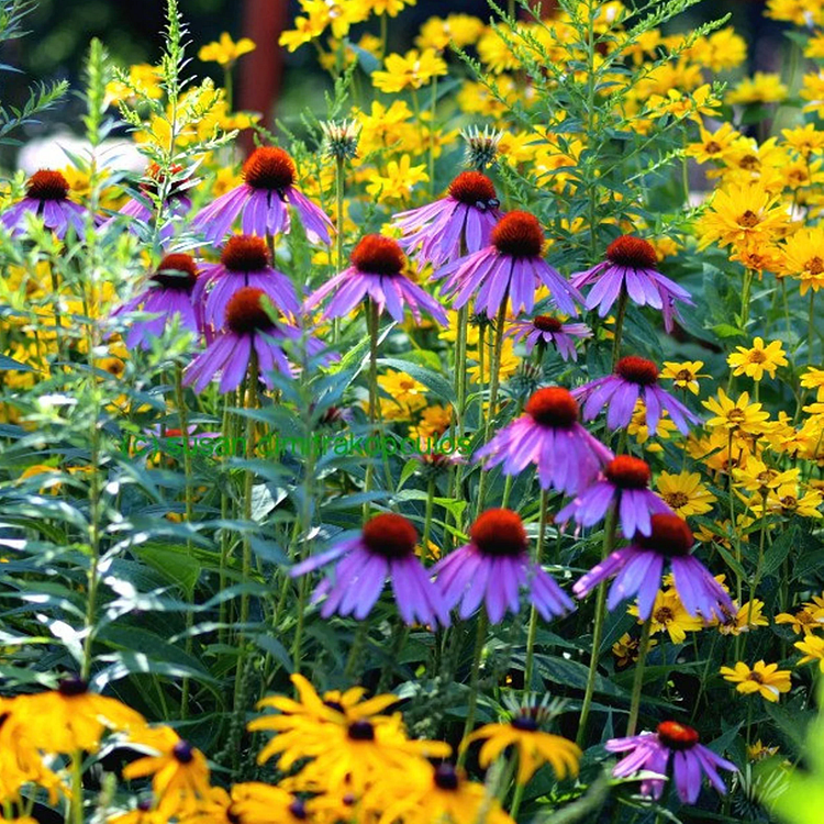 Purple Coneflowers&Black Eyed Susan Mix