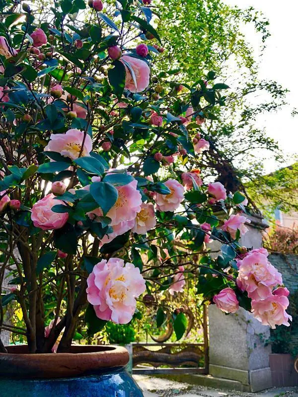 Camellias Seeds
