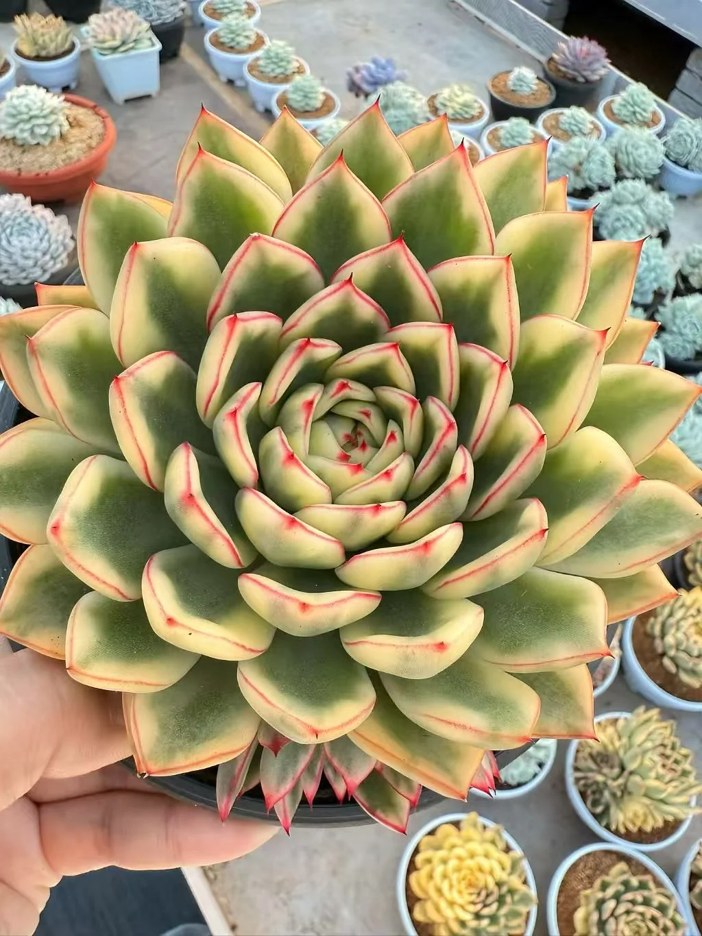 plant Aeonium Echeveria Haworthia  Caudex  Lithops Cactus  Agave 