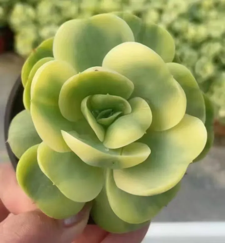 plant Aeonium Echeveria Haworthia  Caudex  Lithops Cactus  Agave 