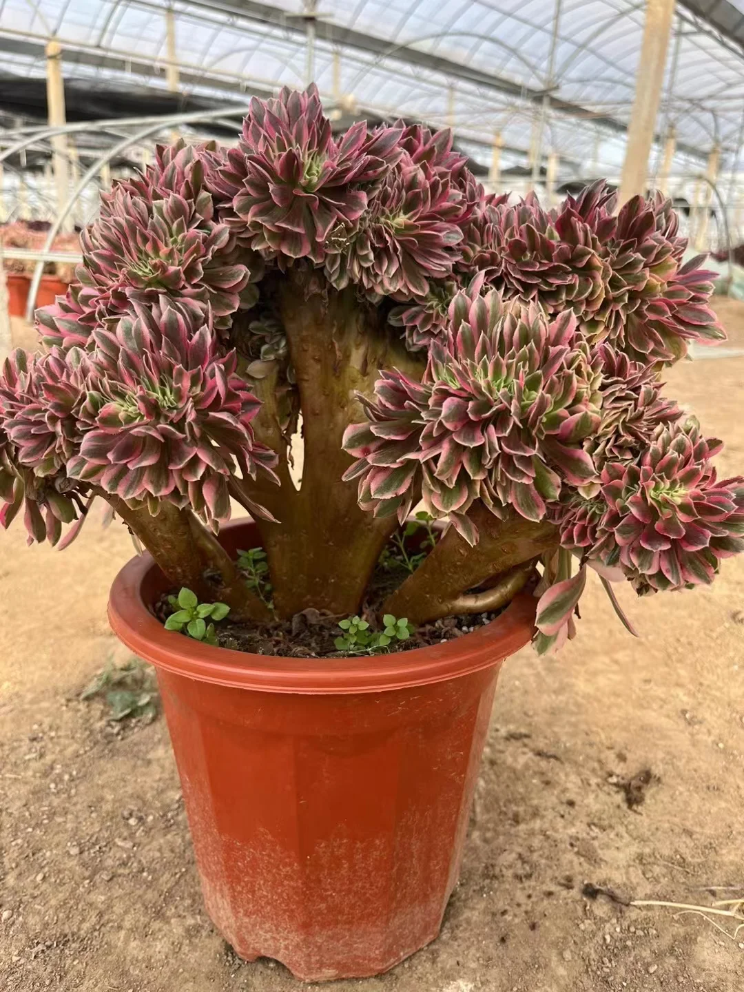 plant Aeonium Echeveria Haworthia  Caudex  Lithops Cactus  Agave 