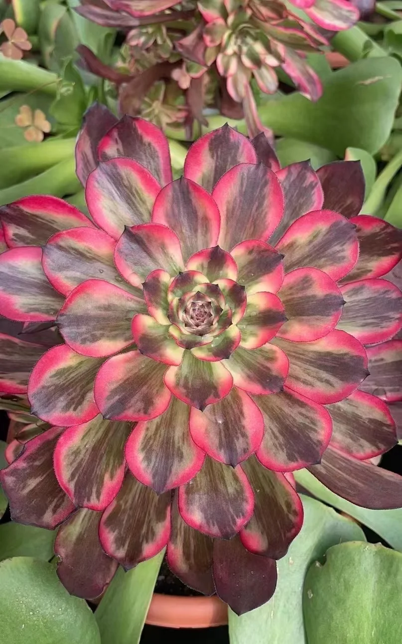 plant Aeonium Echeveria Haworthia  Caudex  Lithops Cactus  Agave 