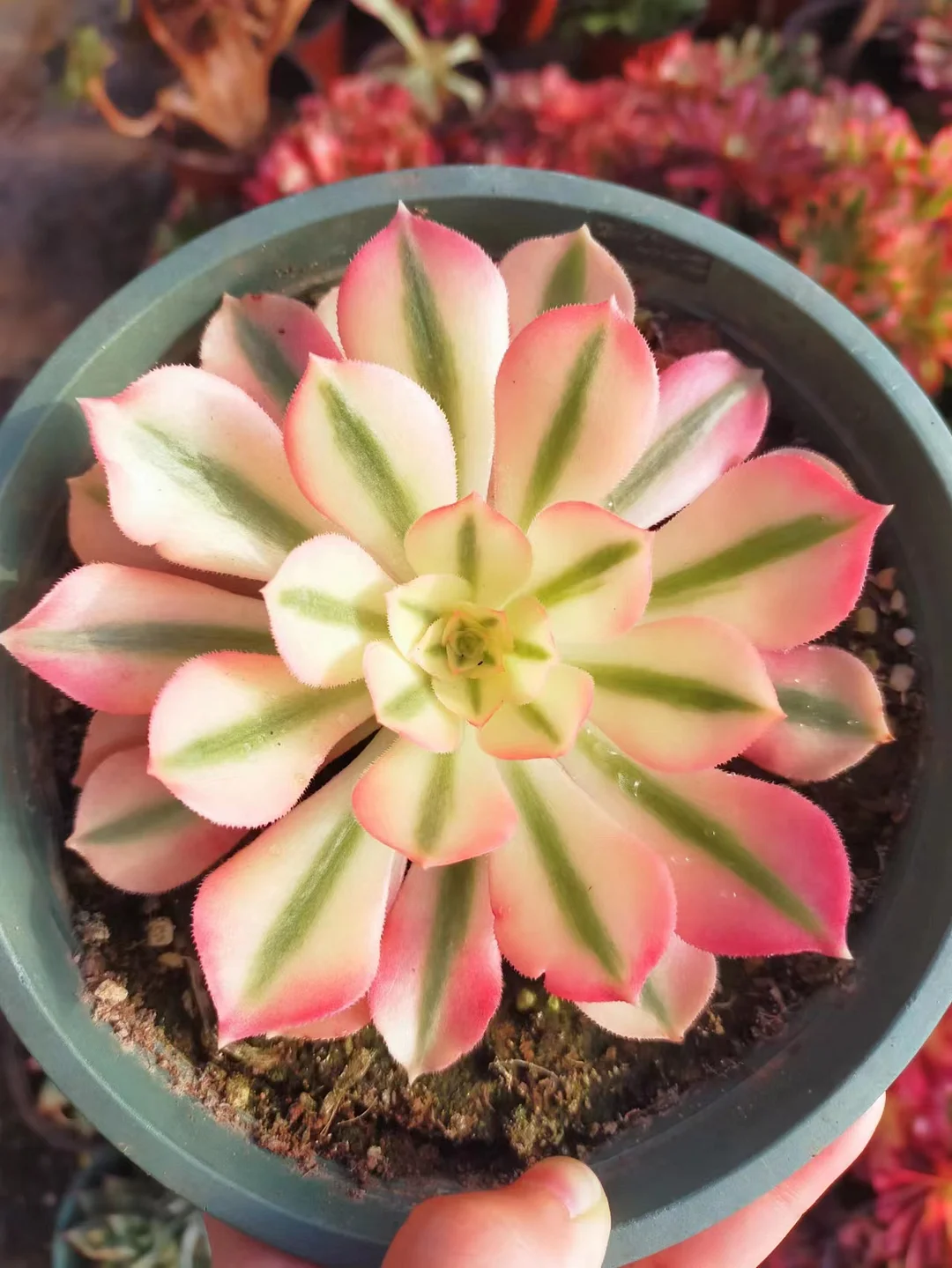 341.Pink witch variation single head 10cm/ Aeonium single head/ Succulent plants / Garden landscape / Carefully select healthy plants