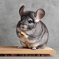 Chinchilla on Perch - Diamond Painting