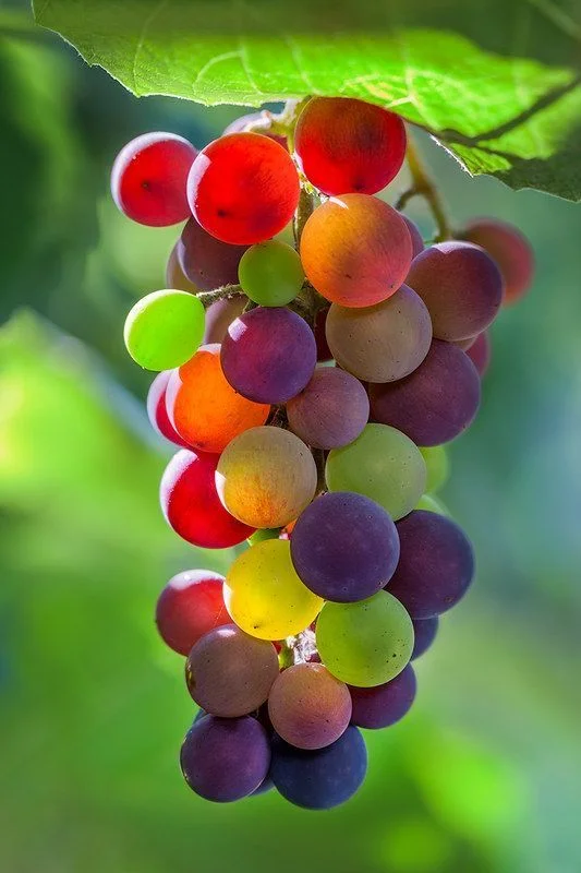 🌈🍇Rainbow Grapes Seeds