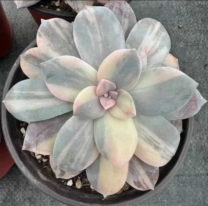 plant Aeonium Echeveria Haworthia  Caudex  Lithops Cactus  Agave 