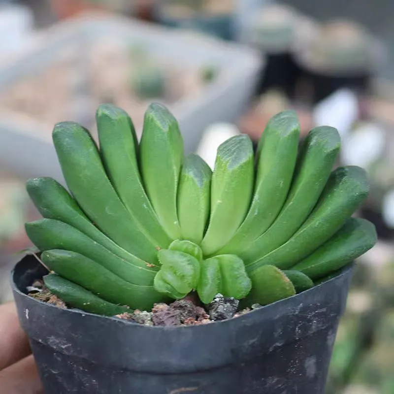 plant Aeonium Echeveria Haworthia  Caudex  Lithops Cactus  Agave 