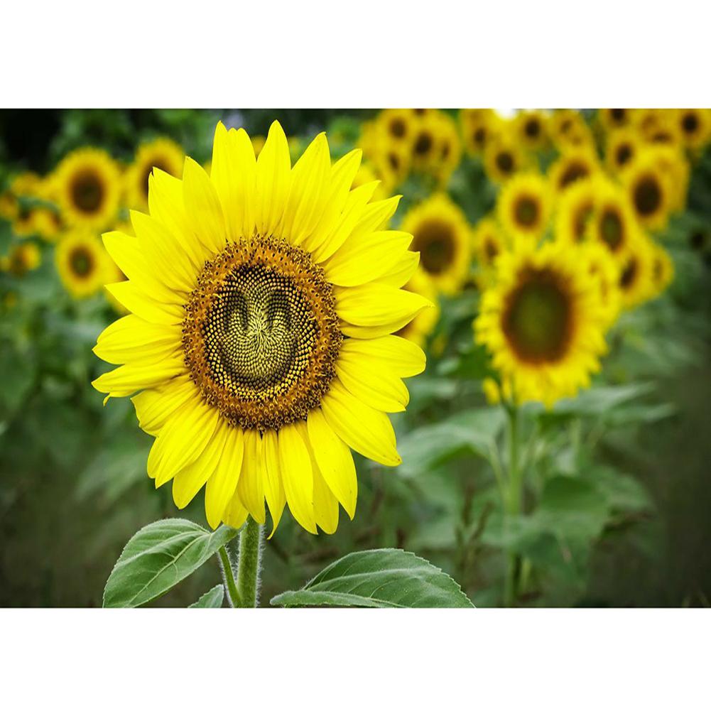 

Sunflower - Round Drill Diamond Painting - 40x30cm, 501 Original