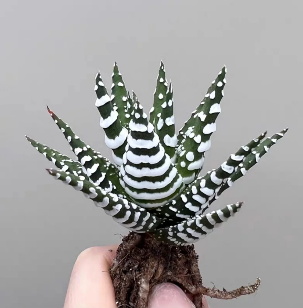 plant Aeonium Echeveria Haworthia  Caudex  Lithops Cactus  Agave 