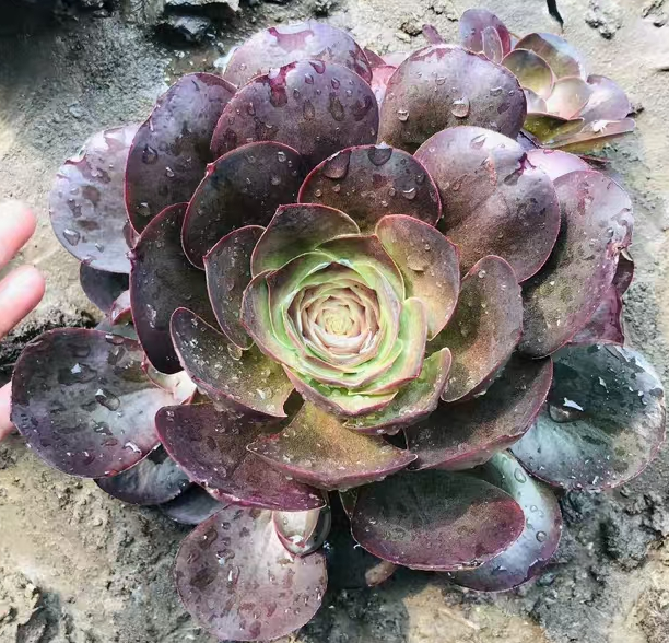 plant Aeonium Echeveria Haworthia  Caudex  Lithops Cactus  Agave 